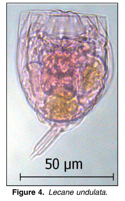 Lecane undulata