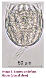 Lecane undulata