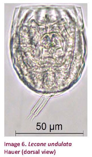 Lecane undulata Lecane undulata