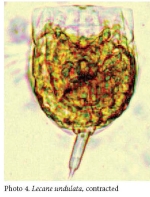 Lecane undulata