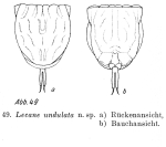 Lecane undulata