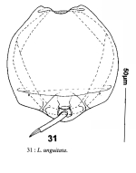 Lecane unguitata