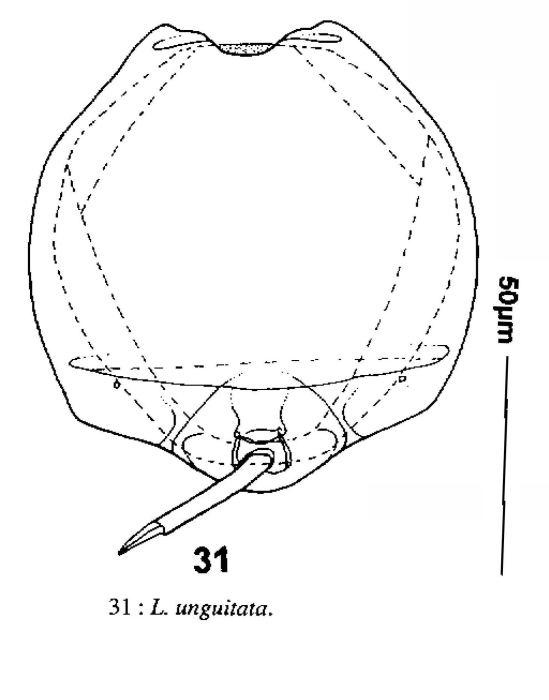 Lecane unguitata Lecane unguitata
