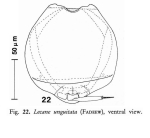 Lecane unguitata