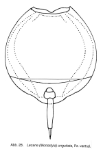 Lecane unguitata