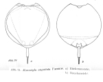 Lecane unguitata