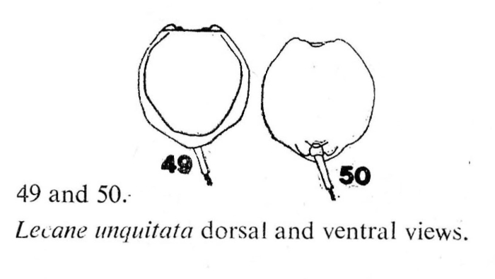 Lecane unguitata Lecane unguitata