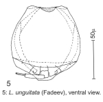 Lecane unguitata