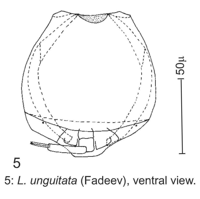 Lecane unguitata Lecane unguitata