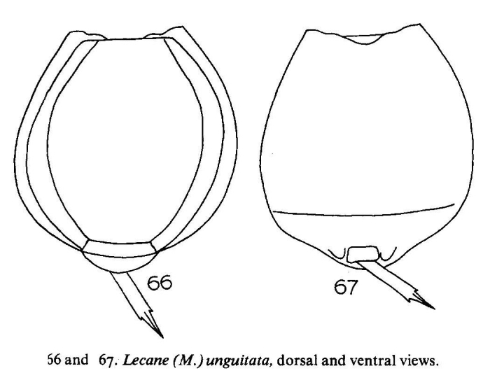 Lecane unguitata Lecane unguitata