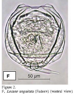 Lecane unguitata
