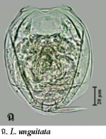 Lecane unguitata