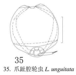 Lecane unguitata
