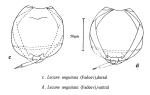 Lecane unguitata
