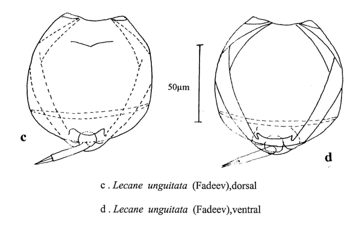 Lecane unguitata Lecane unguitata