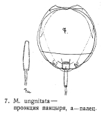 Lecane unguitata