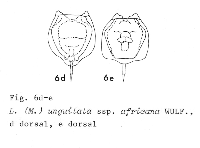 Lecane unguitata africana - Original description image