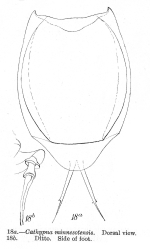 Lecane ungulata