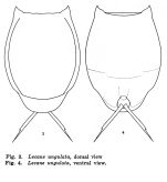 Lecane ungulata