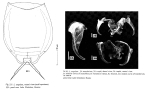 Lecane ungulata