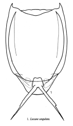 Lecane ungulata
