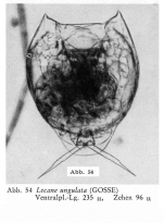 Lecane ungulata