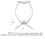 Lecane ungulata