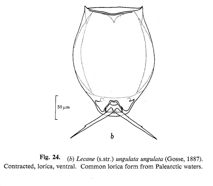 Lecane ungulata Lecane ungulata