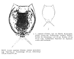 Lecane ungulata