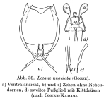 Lecane ungulata