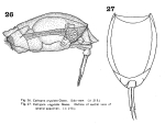 Lecane ungulata