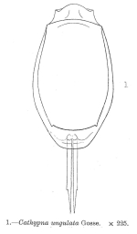 Lecane ungulata