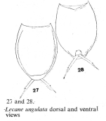 Lecane ungulata
