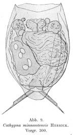 Lecane ungulata