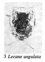 Lecane ungulata