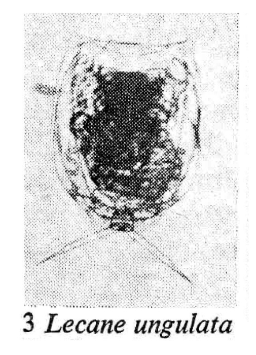 Lecane ungulata Lecane ungulata