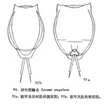 Lecane ungulata