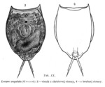 Lecane ungulata