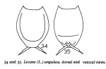 Lecane ungulata