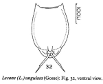 Lecane ungulata