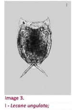 Lecane ungulata