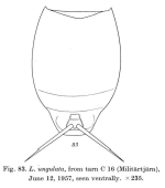 Lecane ungulata