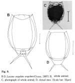 Lecane ungulata
