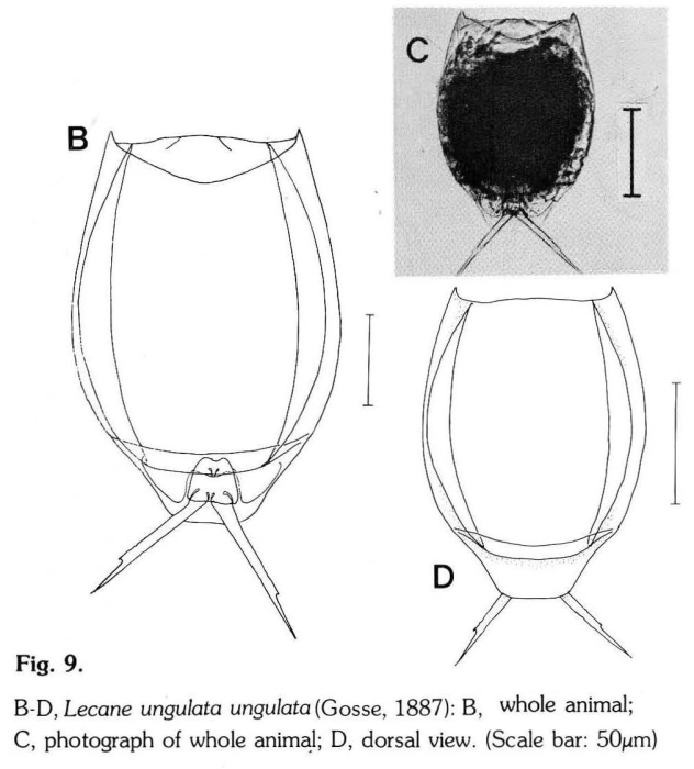 Lecane ungulata Lecane ungulata