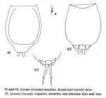 Lecane ungulata