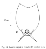 Lecane ungulata