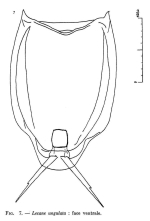 Lecane ungulata