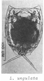 Lecane ungulata