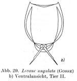 Lecane ungulata