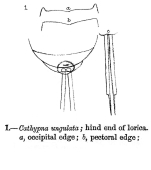 Lecane ungulata